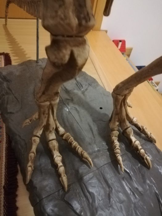 Esqueleto dinossauro T- Rex