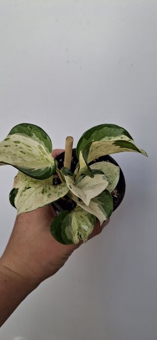 Кімнатні рослини