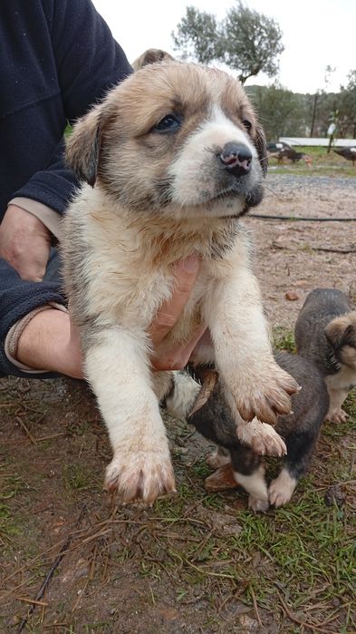 Rafeiros Alentejanos