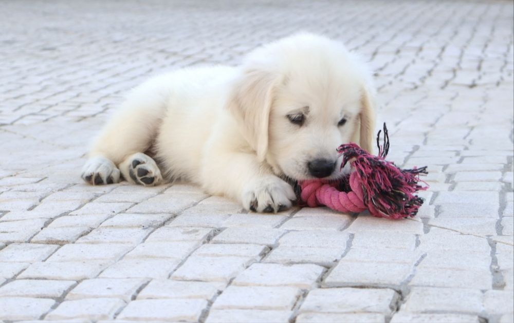 Golden Retriever fêmea com LOP