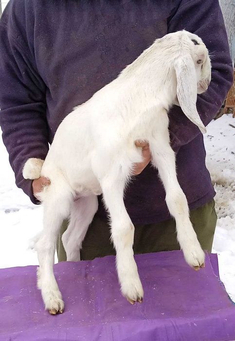 Продається каморі-нубійська козичка.