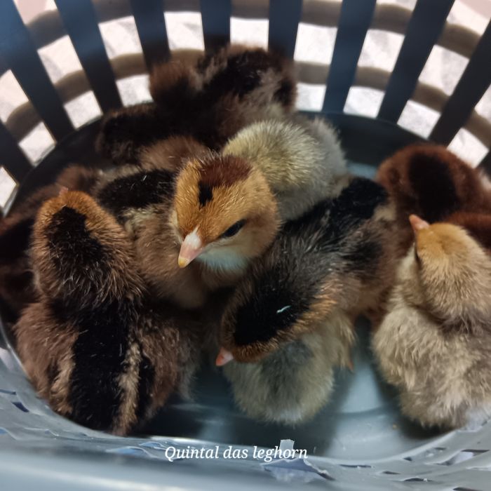 Ovos e pintos leghorn