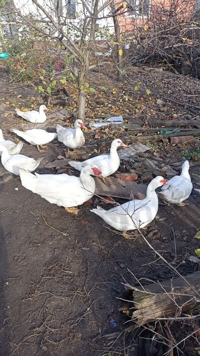 Продам молодих мускусних качок і селехів