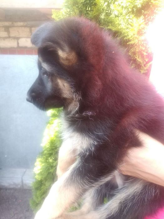 Цуценята Німецької вівчарки