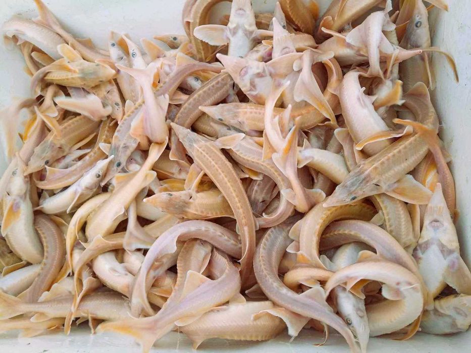 Jesiotr 50-80 cm, albinos. Jesiotr narybek, kroczek, ryba handlowa