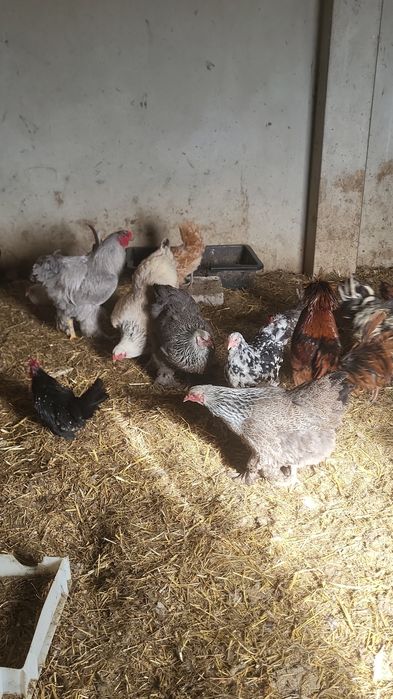 Sprzedam brahmy olbrzymie gronostajowe ,kuropatwiane