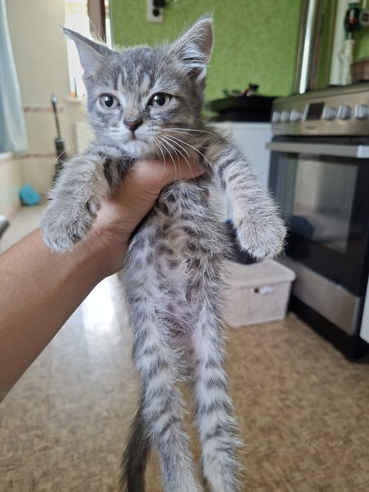 Отдам серого котенка в добрые руки