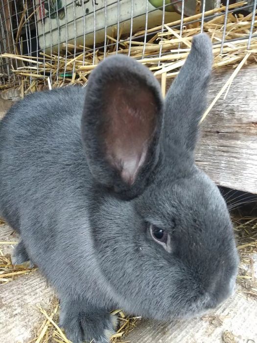 Кролики Віденські Блакитні