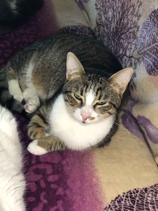 Котик 1,5 года бесплатно