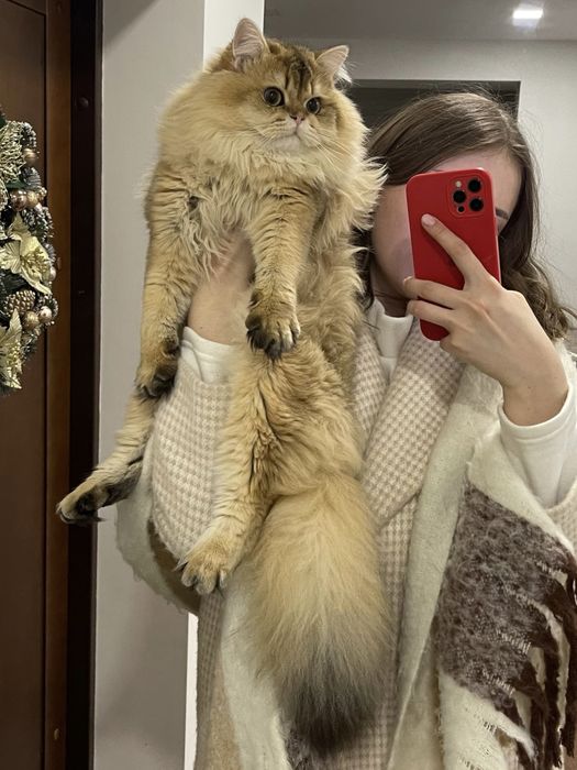 Вʼязка кіт, вязка кот, британець, золота шиншила