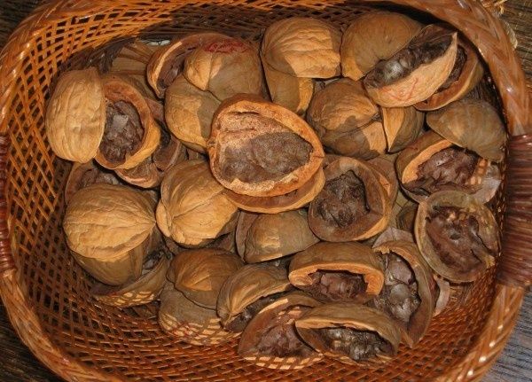 Шкаралупа волоського горіха Продам скорлупу грецкого ореха від 20тон.