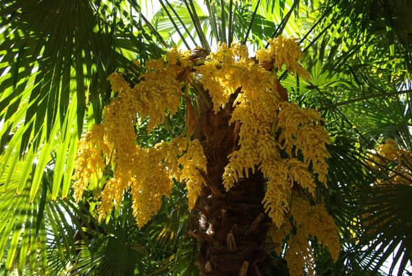 Szorstkowiec Fortunego palma mrozoodporna Trachycarpus fortunei