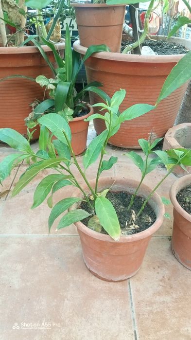 Planta Dama da noite