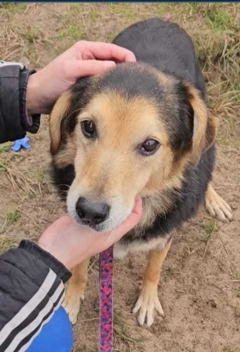 SNOOPI – starość i smutek. 14 lat w schronisku