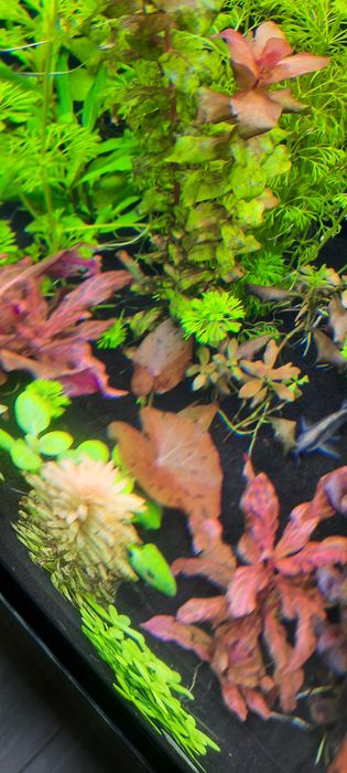 Lotos tygrysi bulwa z lisciami