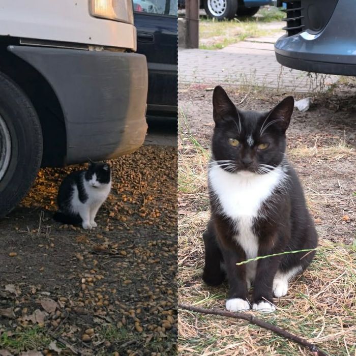 Malutka i Jogusia-kocie przyjaciółki nie chcą już żyć na ulicy...