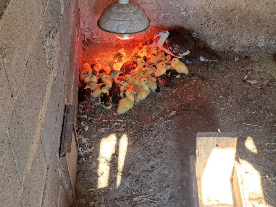 Varios patos mudos várias idades criados ao ar livre com milho