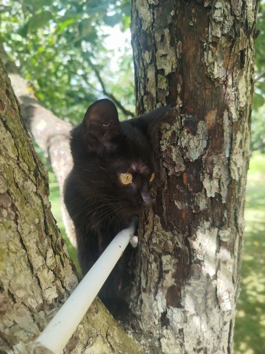 Чорна дівчинка 2,5 місяців