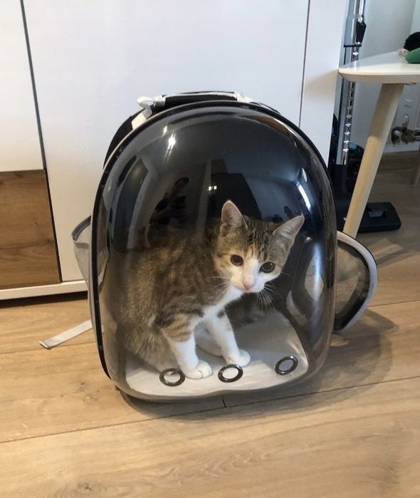 Plecak transporter NOWY dla kota psa zwierząt z szyba wentylowany