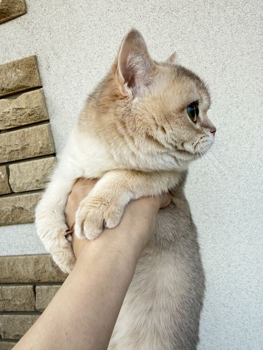 Британське кошеня