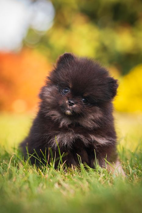 Pomeranian piesek szpic miniaturowy czarny podpalany black and tan