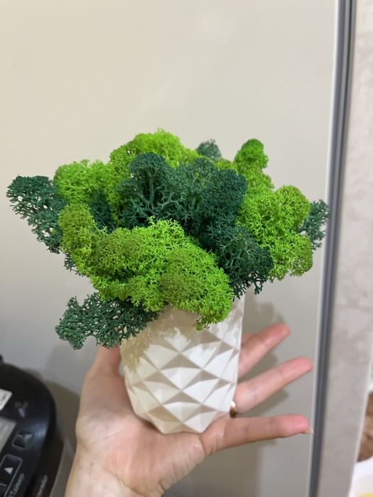 Кашпо з мохом