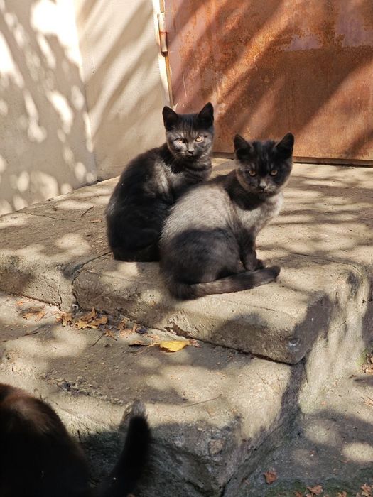 Котенок мальчик красавчик