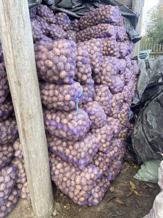 Картопля насінева Сорая (посадкова)