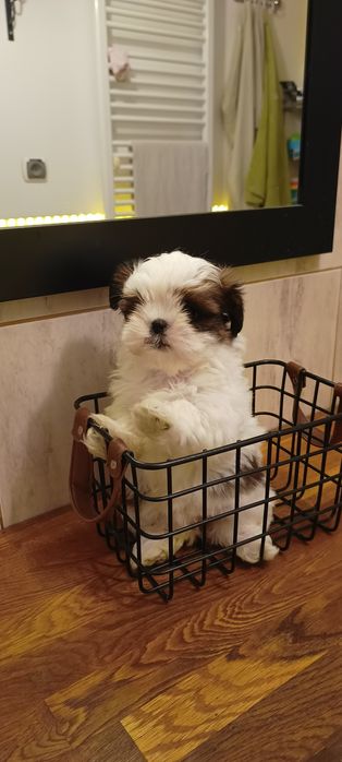 Suczka, Mal- shi, maltańczyk, shih tzu