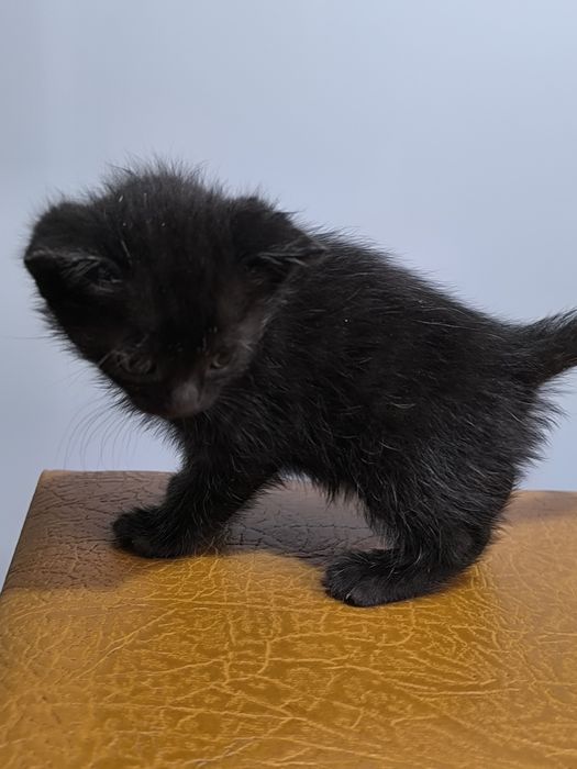 Милі котенята в добрі руки