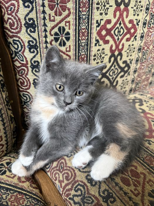 Кошенята шукають родину