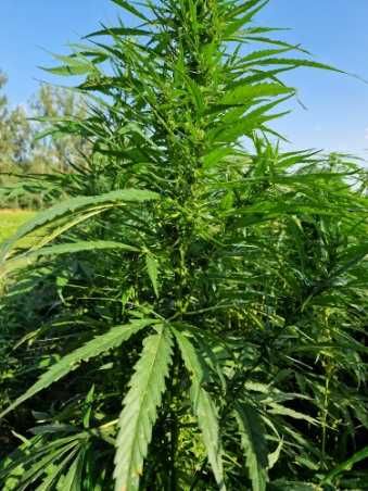 Konopie oleiste ziarno konopi (konopia) EKOLOGICZNE