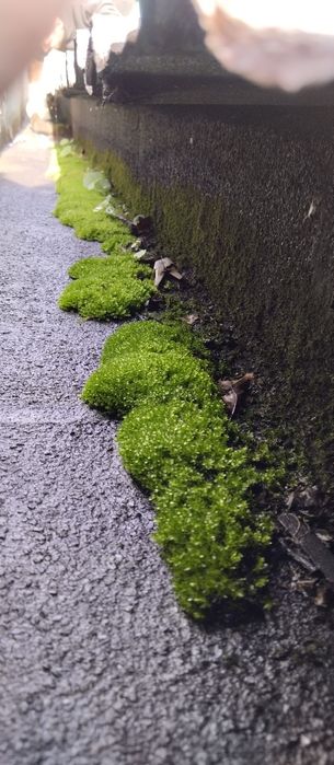 Limpeza de telhados serviço de serralharia e pintura etc