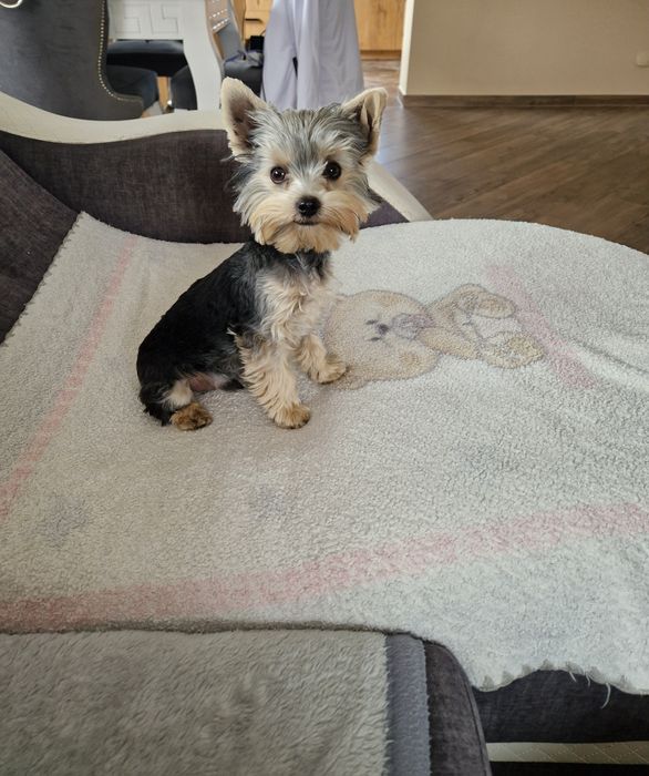 Yorkshire Terrier Malutki Piesek szuka kochającej rodzinki :-)
