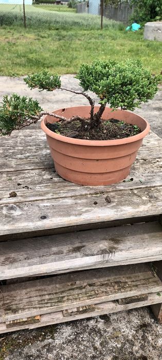 Bonsai, pre-bonsai, jałowiec formowany.