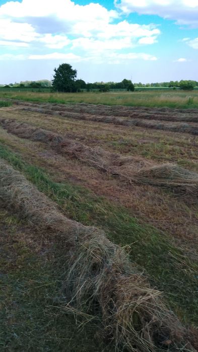 Продам сіно в тюках (різнотрав'я) 2026 року