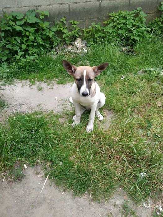 подарую собак в добрі руки