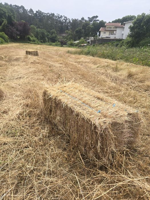 Fardos avezem NOVA