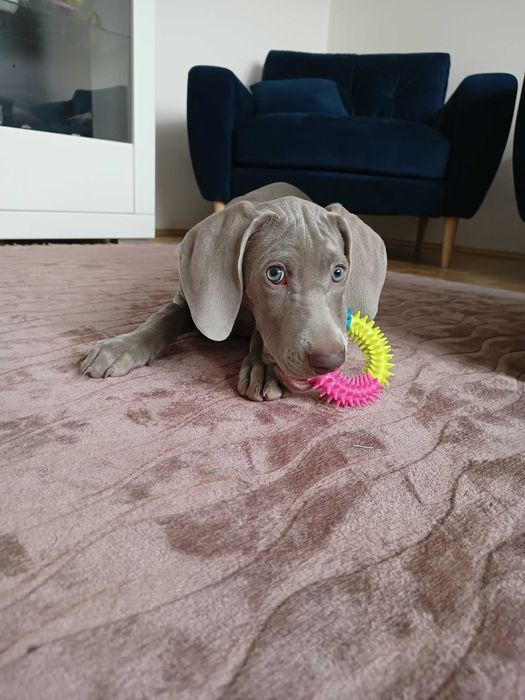 Wyżeł weimarski - samiec- Domowa Hodowla fci,zkwp