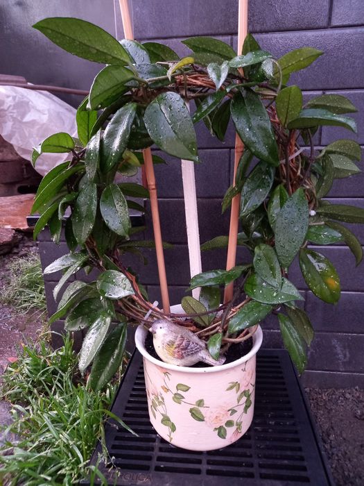 Хойя хойя хойя хойя детка