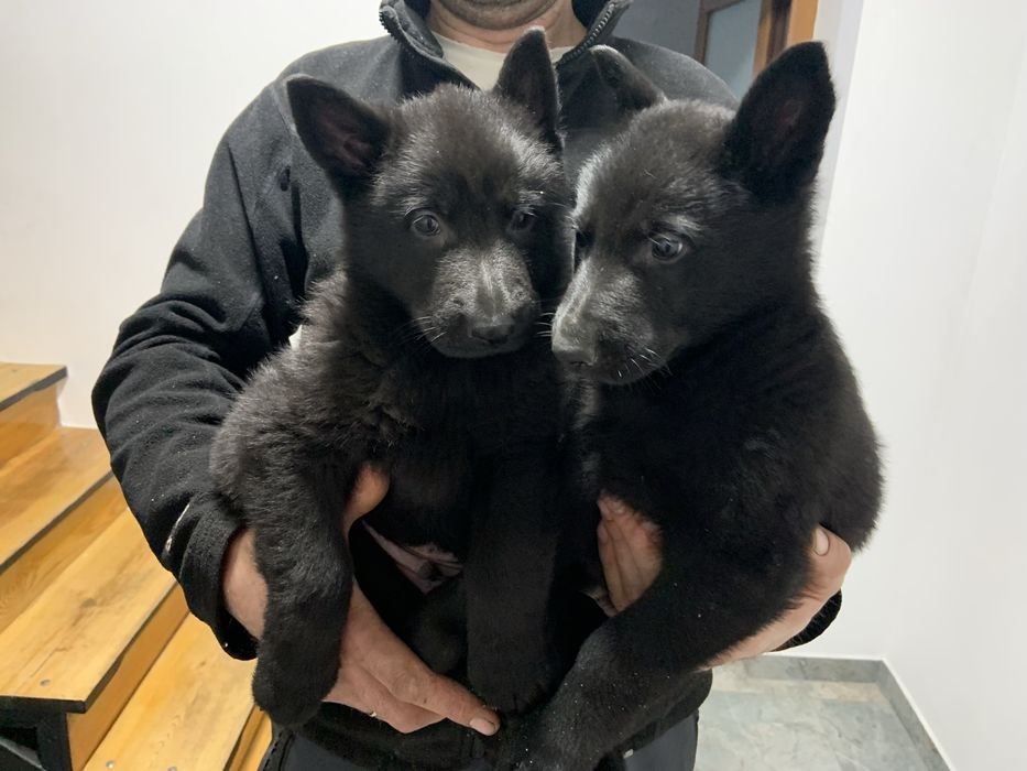 Цуценята чорної  німецької  вівчарки резерв ( бронь )