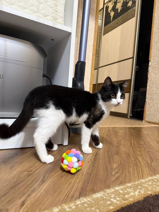 Кошеня хлопчик.