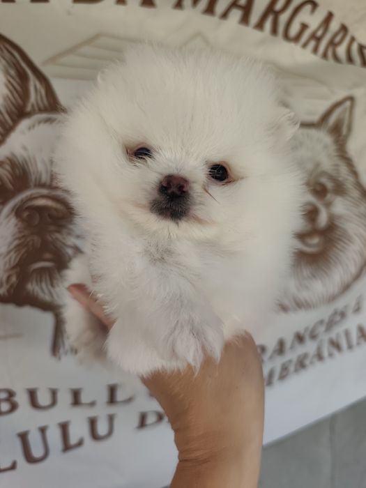 Spitz anão macho