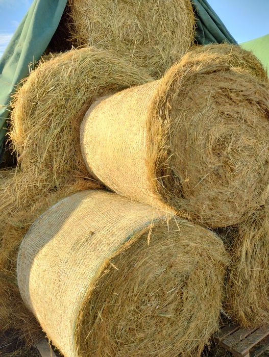 siano zielone bele  z 2025 roku możliwość transportu