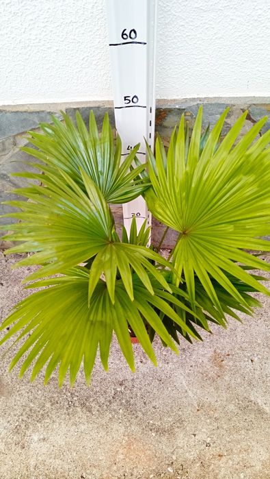 Palmeira rotundifolia