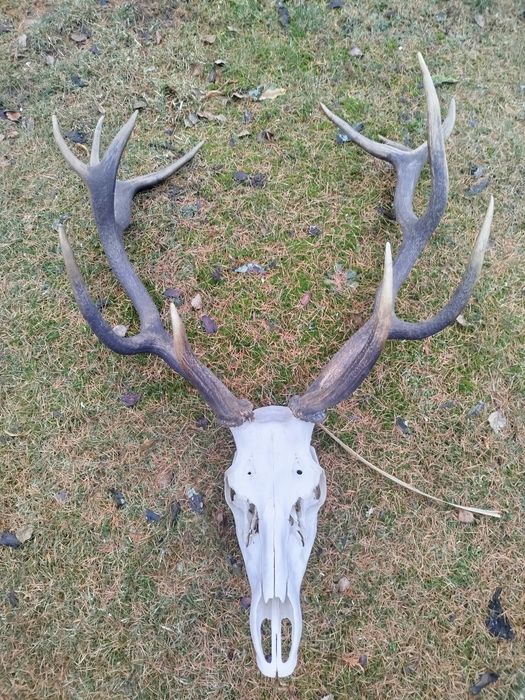 Poroże,Wieniec jelenie myłkus+ para