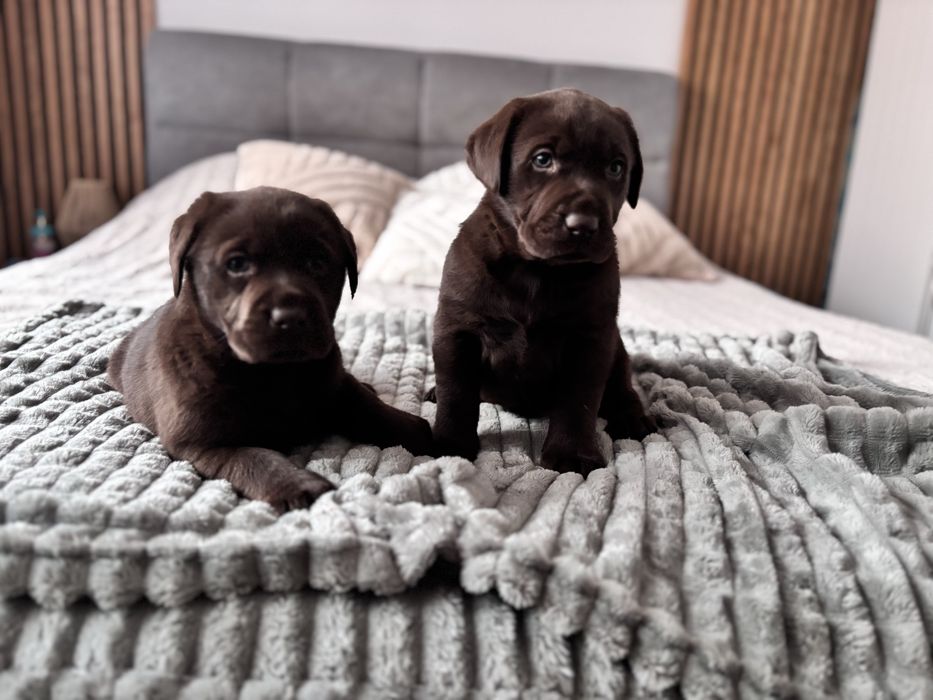 Labrador czekoladowy
