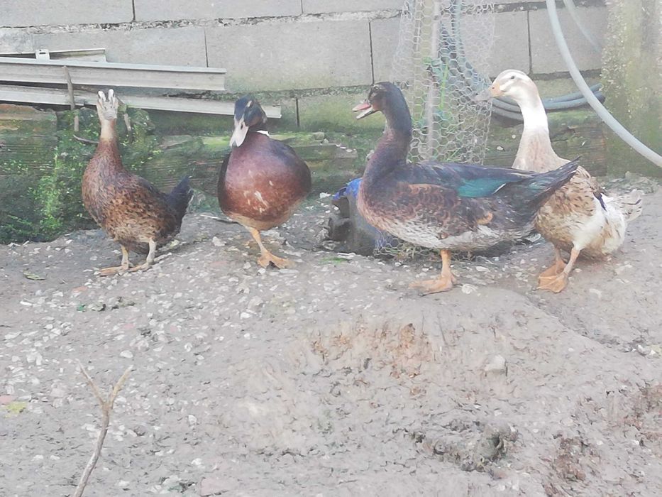 Patos mudos e rouen, caseiros e de boa raça