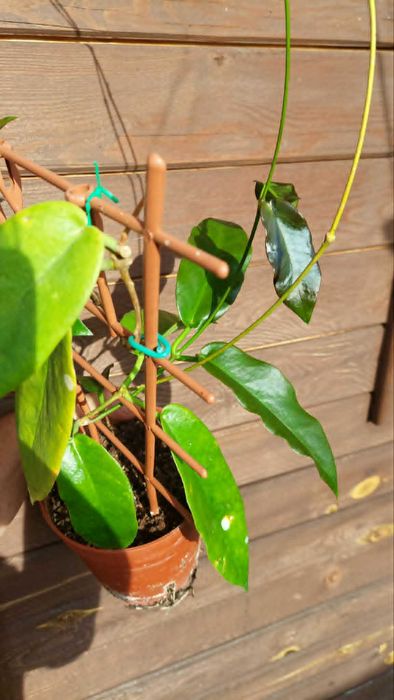 Hoya Macgillivrayi Mount Tozer. Hoja.