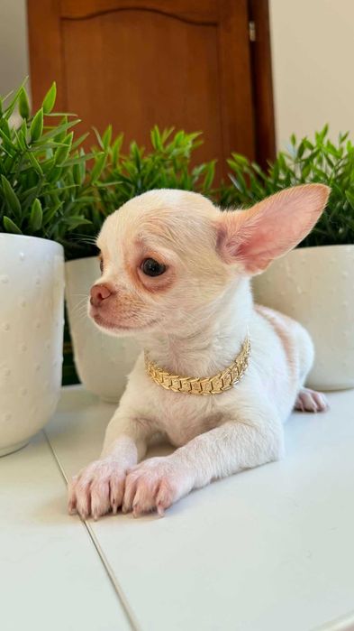 Chłopczyk Chihuahua Cream&Biel Miniaturka z Rodowodem Chipem Justin